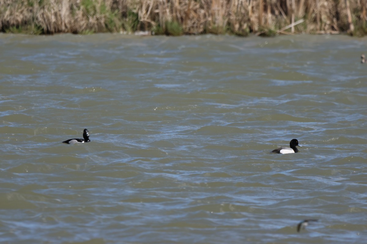 Greater Scaup - ML617691708