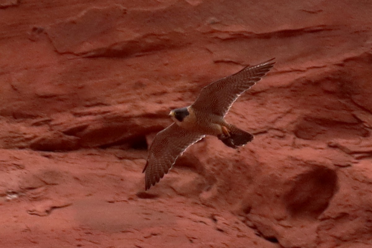 Peregrine Falcon - Miguel Angel Bean