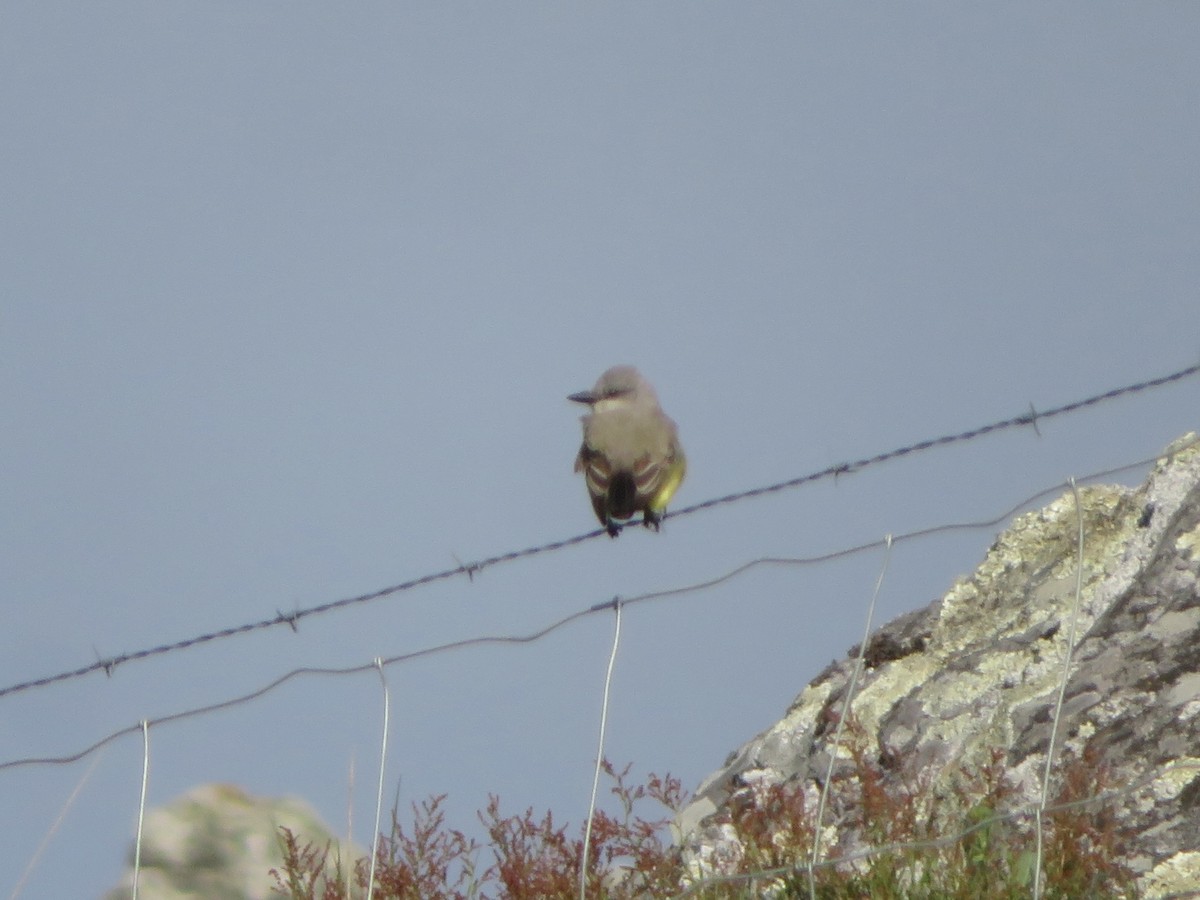 Western Kingbird - ML617691723