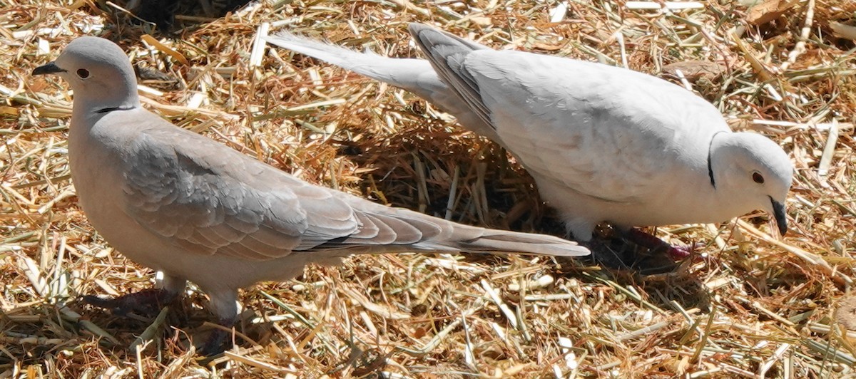 Eurasian Collared-Dove - John Fields