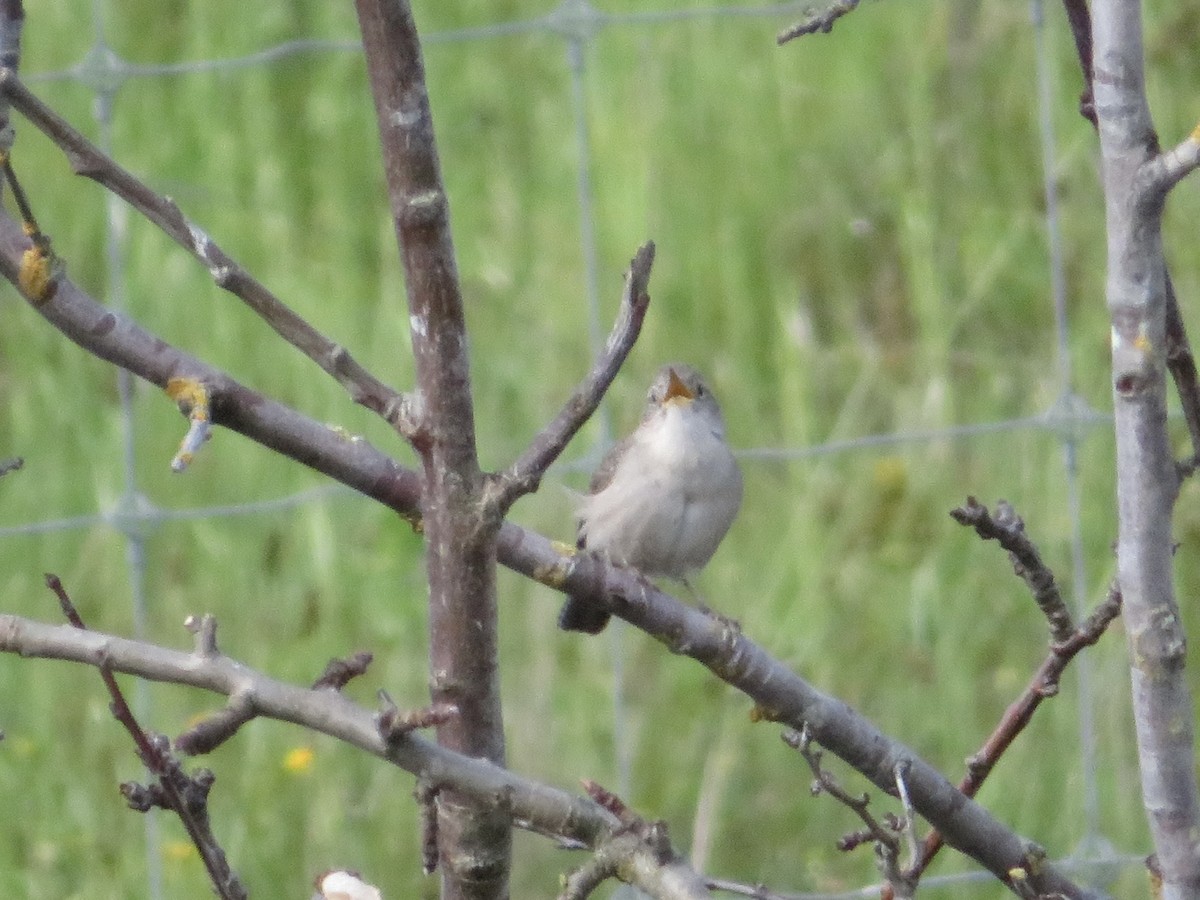 Northern House Wren - ML617691739