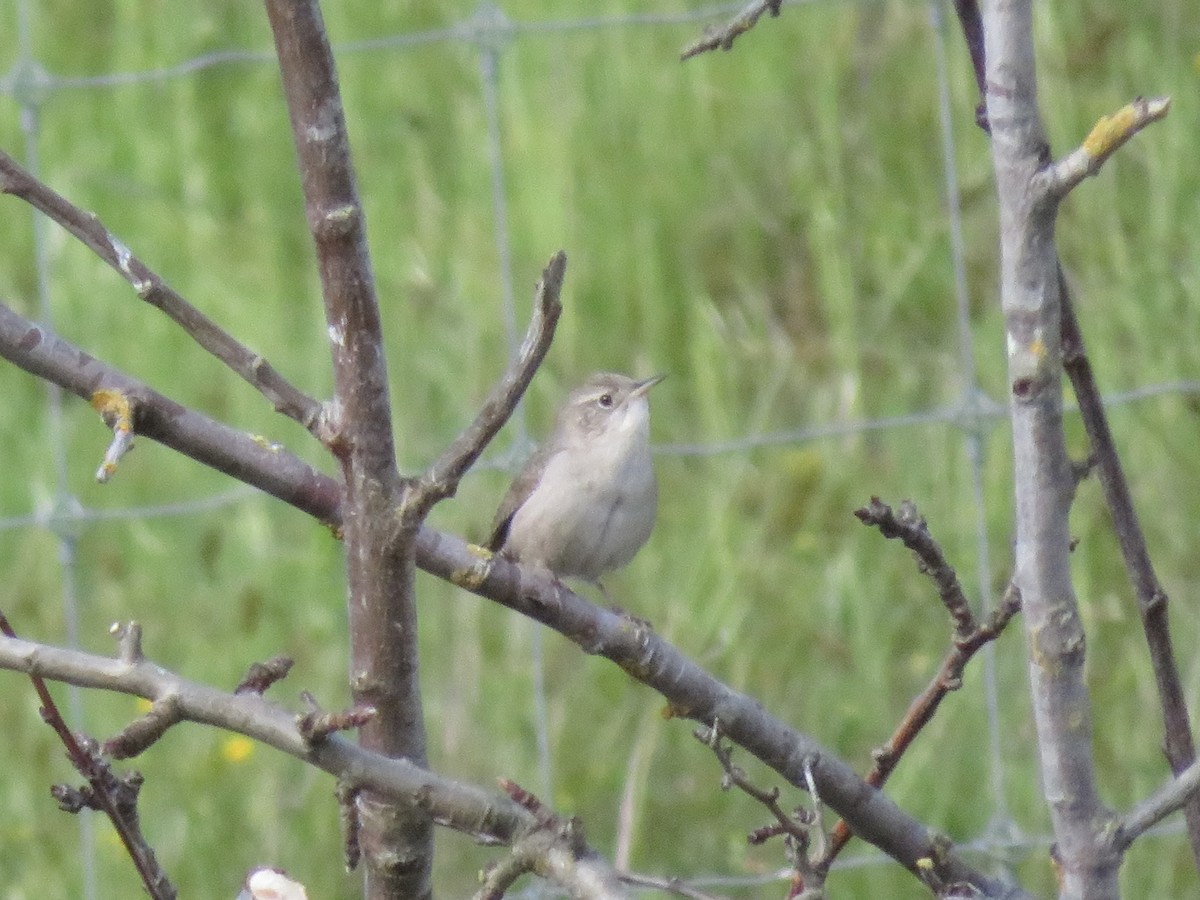 House Wren - ML617691740