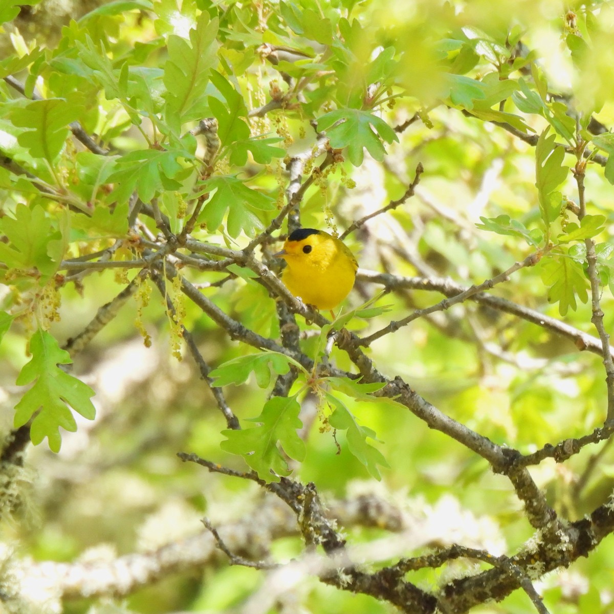 Wilson's Warbler - ML617691744