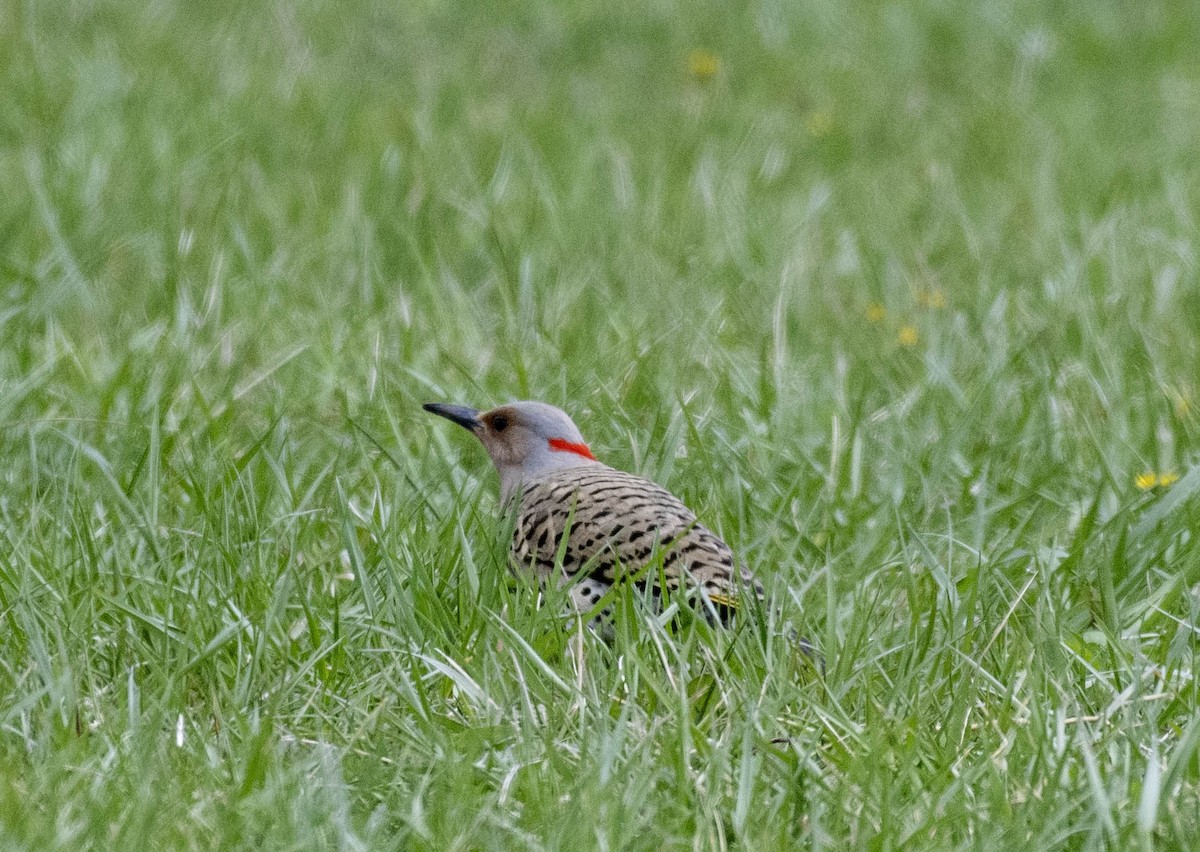 Northern Flicker - ML617691751