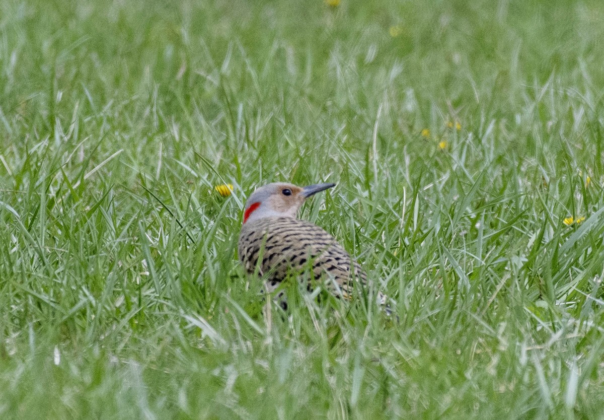 Northern Flicker - ML617691753
