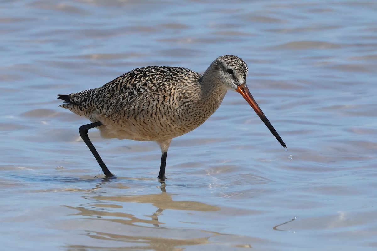 Marbled Godwit - Glenn Turner