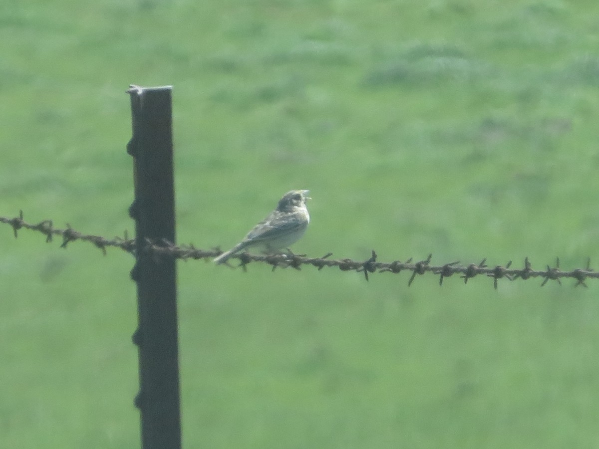 Grasshopper Sparrow - ML617691770