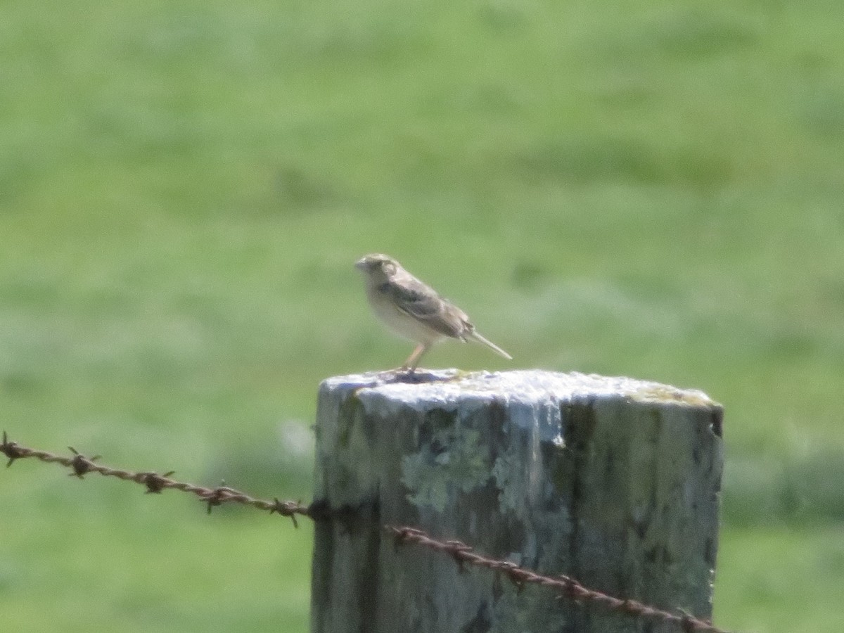 Grasshopper Sparrow - ML617691771
