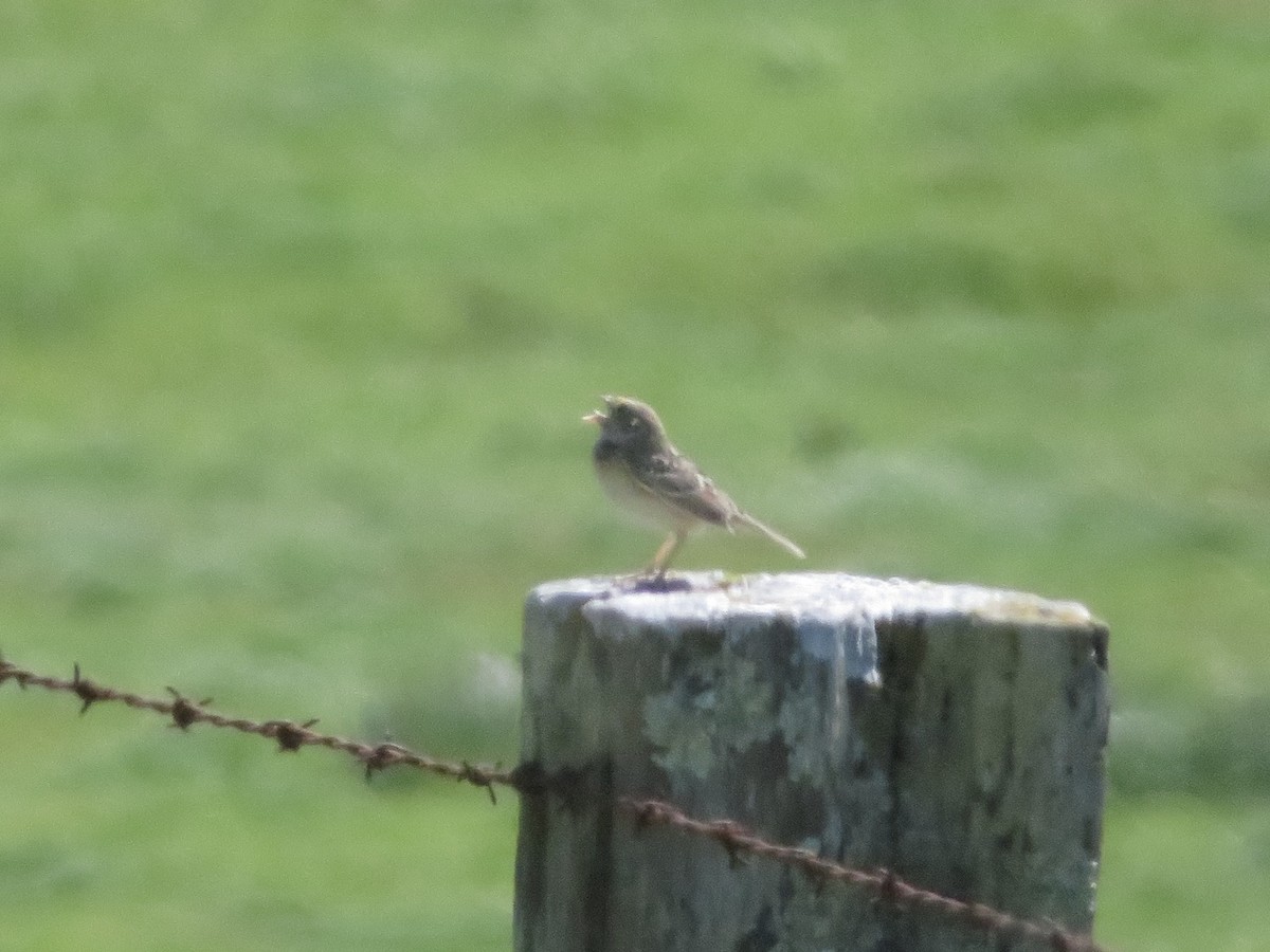Grasshopper Sparrow - ML617691772