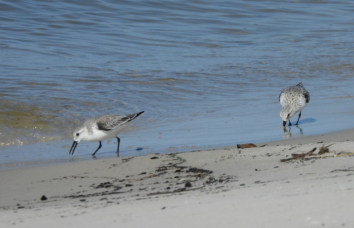 Sanderling - ML617691775