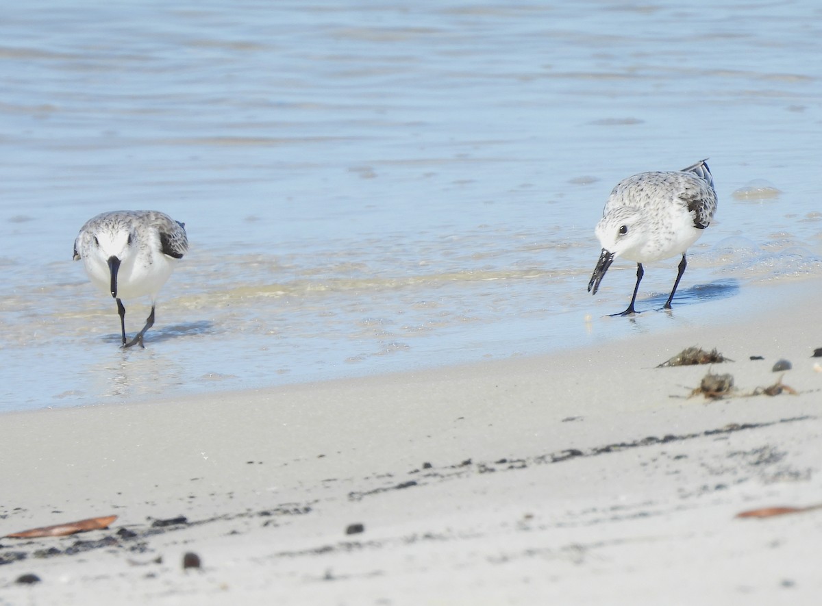 Sanderling - Roseanna Denton