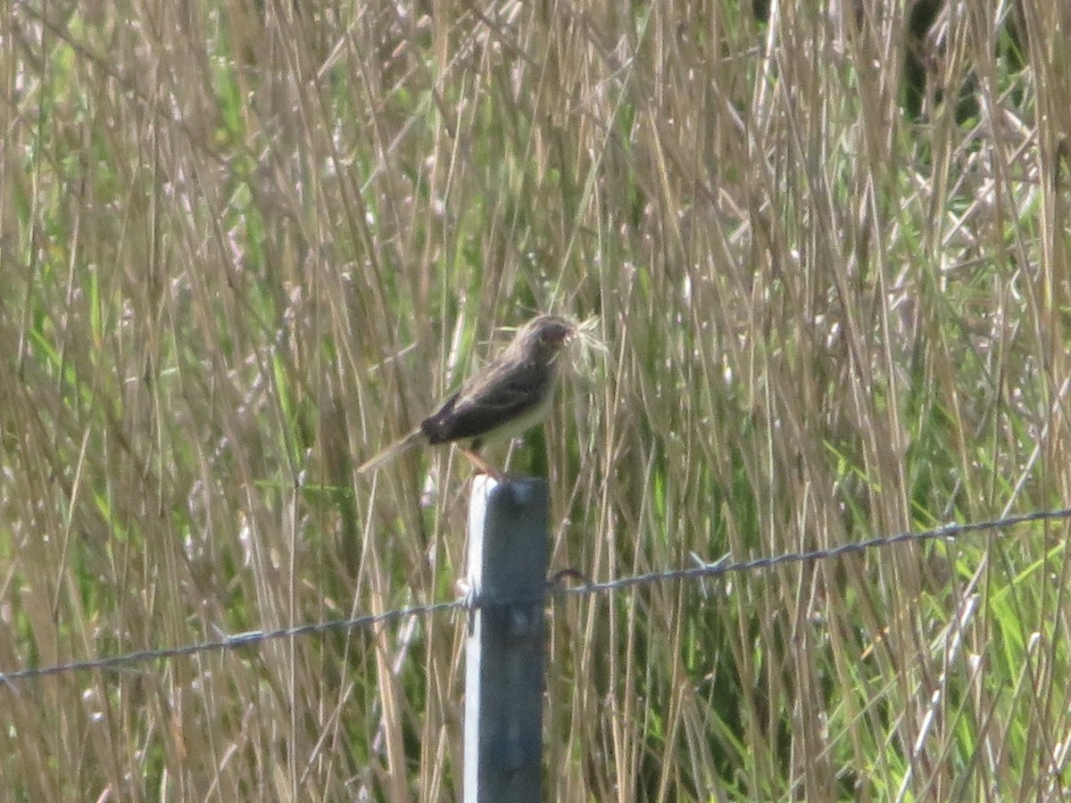 Savannah Sparrow - ML617691792