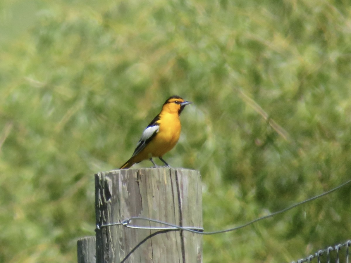 Bullock's Oriole - ML617691802