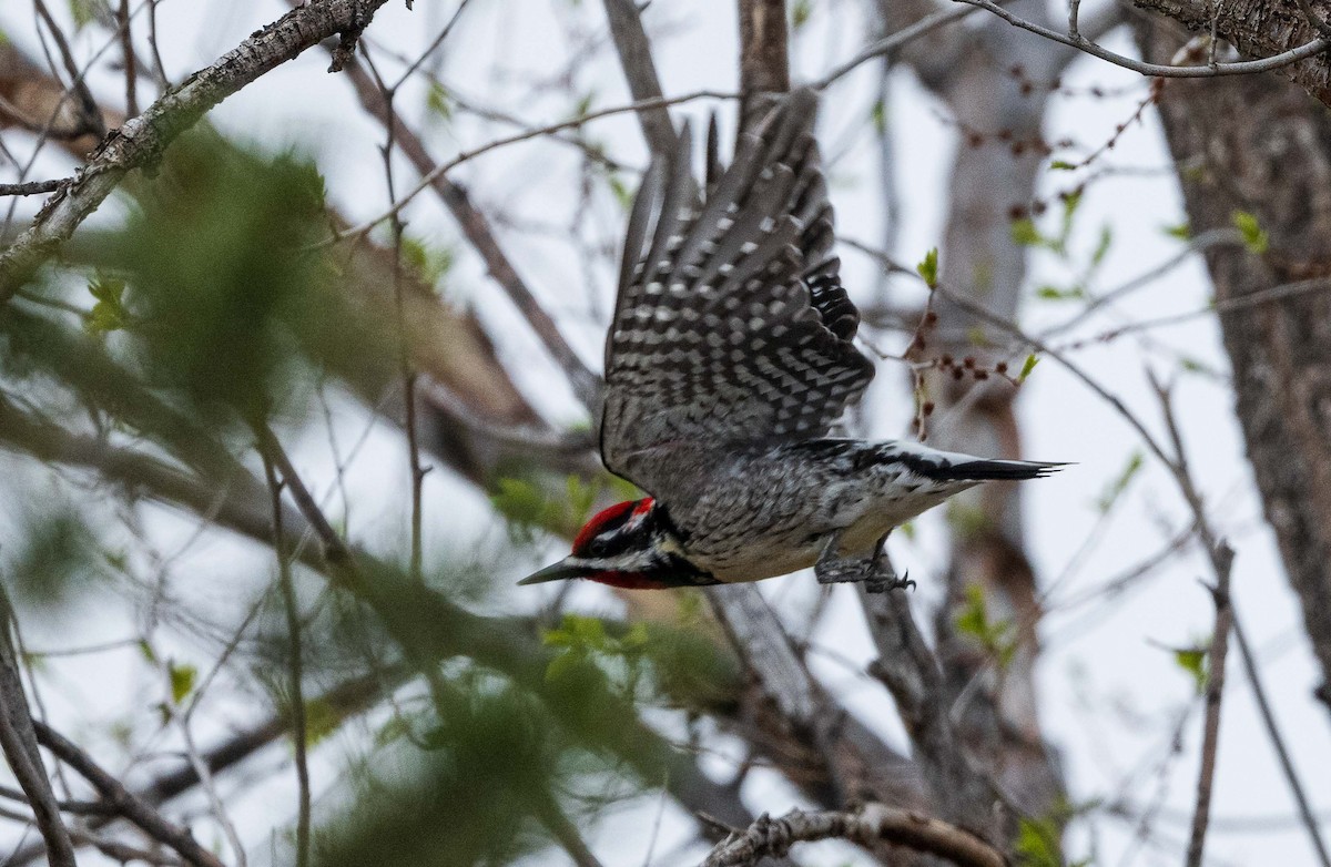 Red-naped Sapsucker - ML617691806