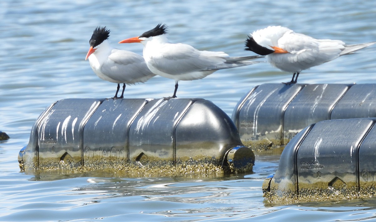 Royal Tern - ML617691807