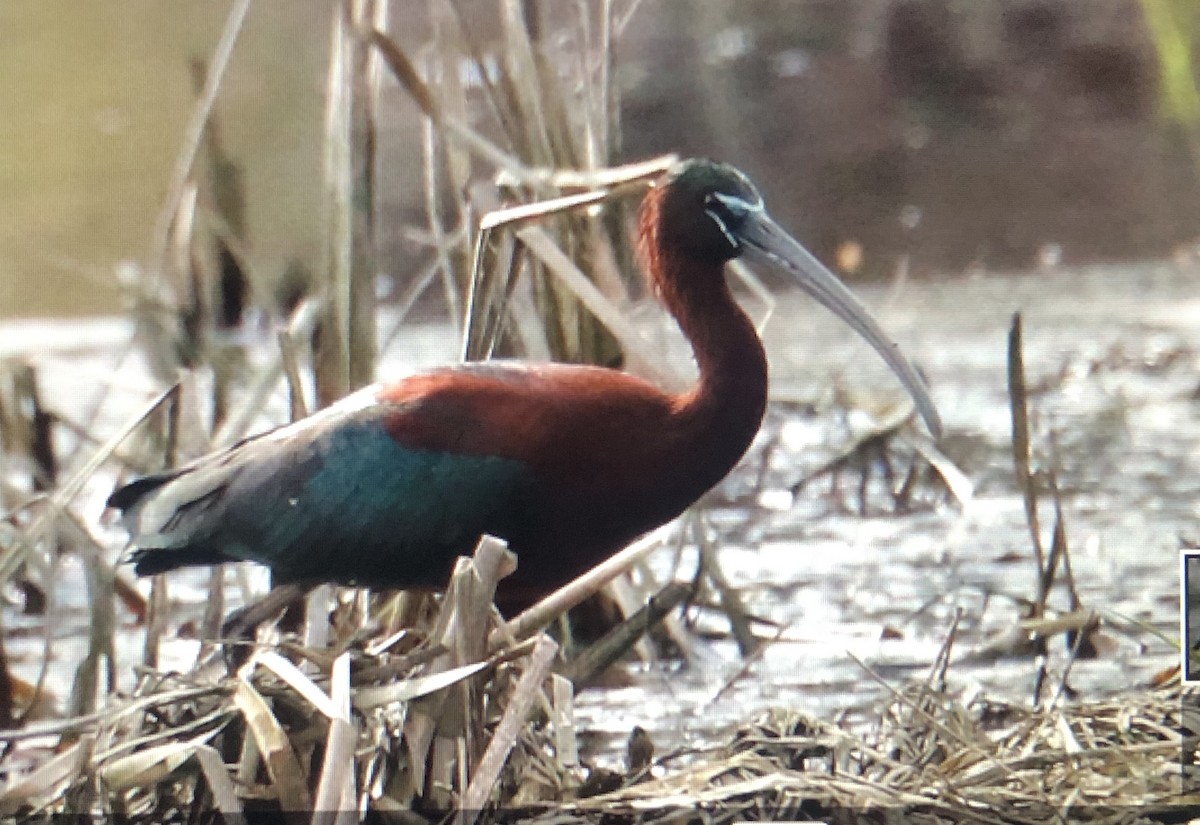 ibis hnědý - ML617691817