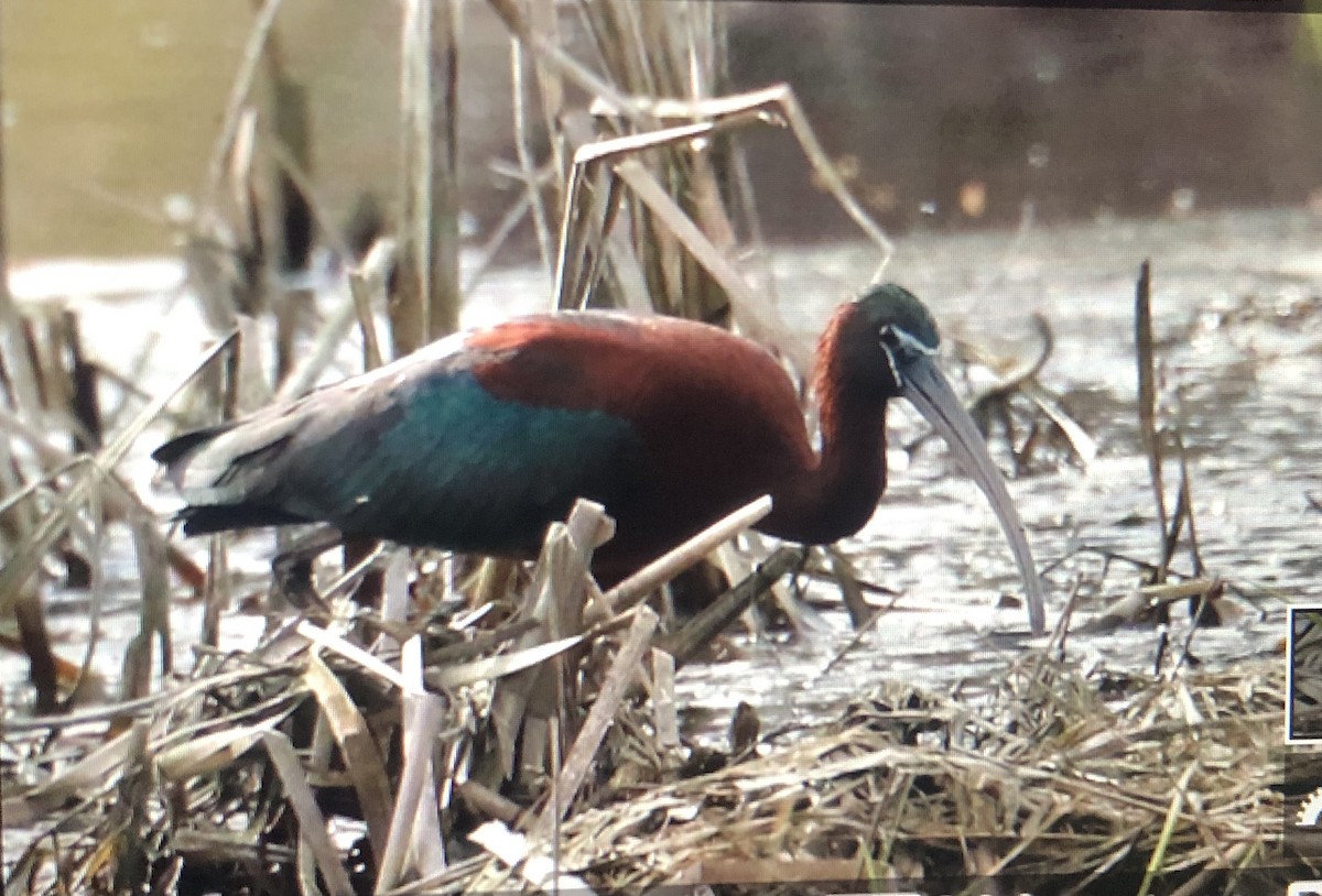 ibis hnědý - ML617691819