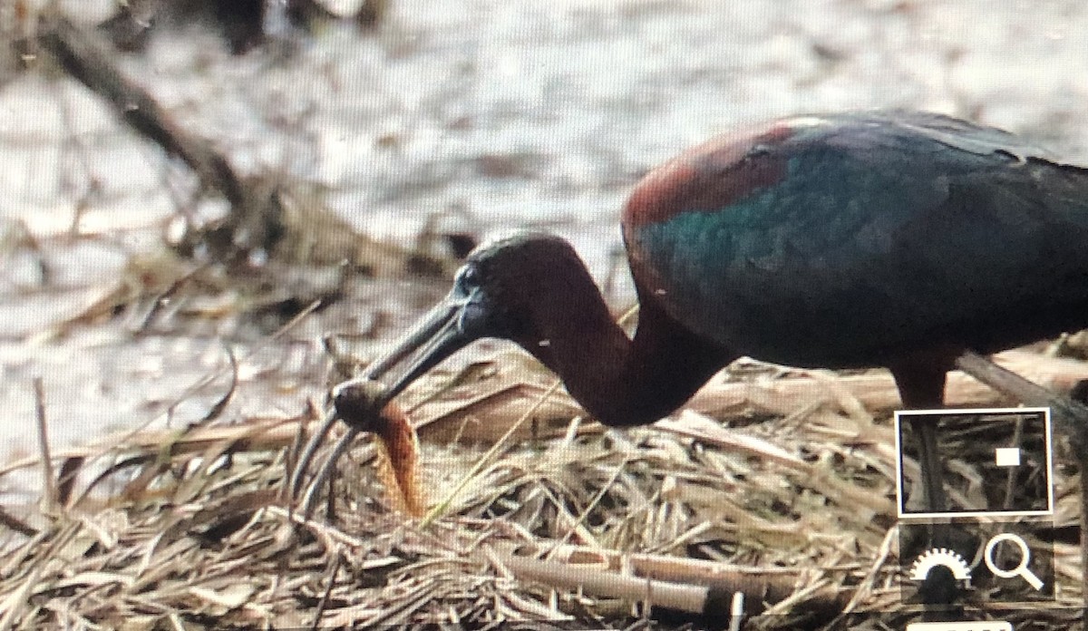 ibis hnědý - ML617691825