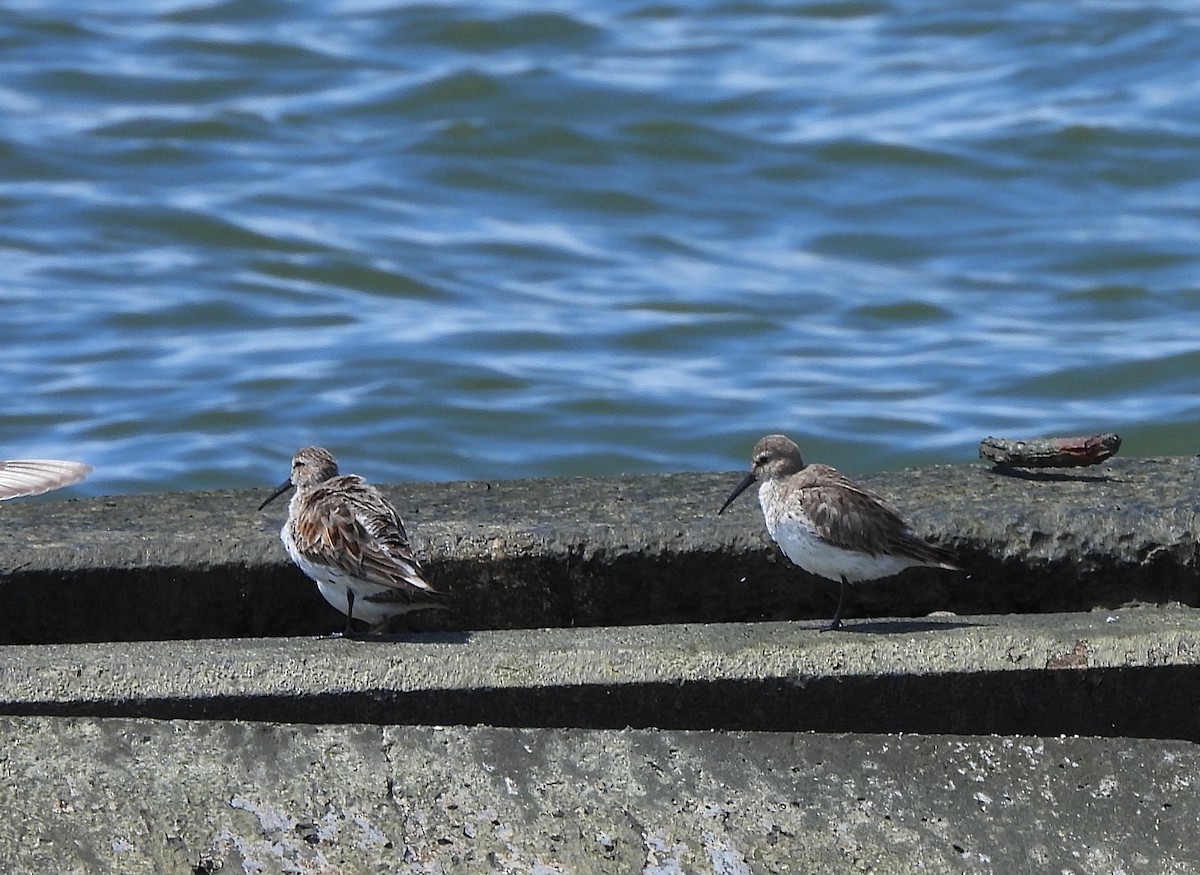 Dunlin - ML617691838