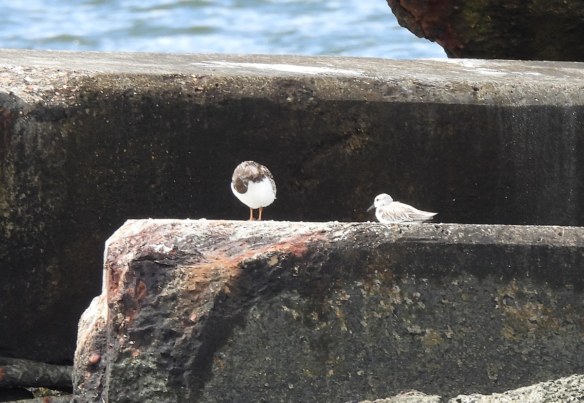 Ruddy Turnstone - Roseanna Denton