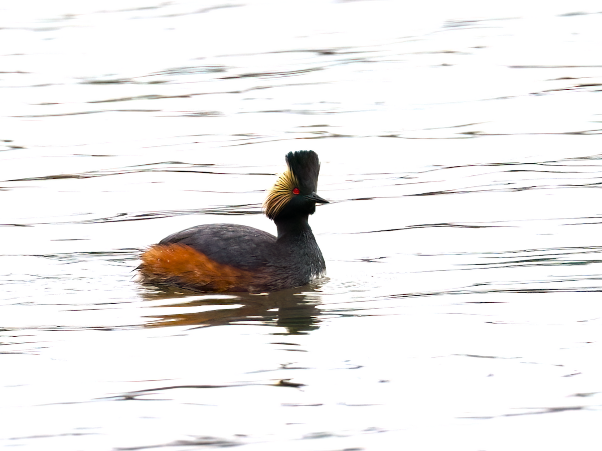 Eared Grebe - ML617691868