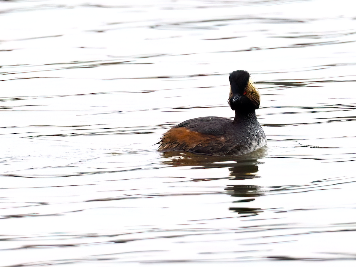 Eared Grebe - ML617691869