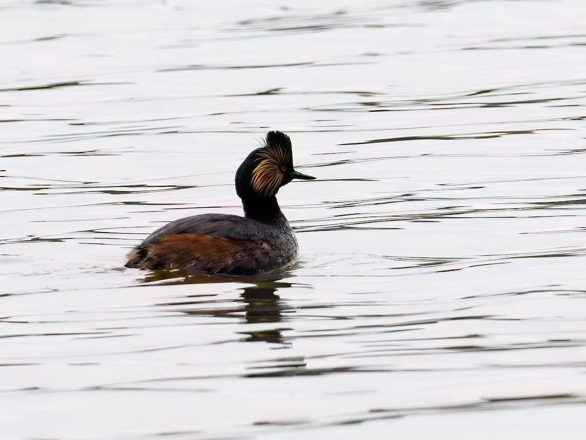 Eared Grebe - ML617691873