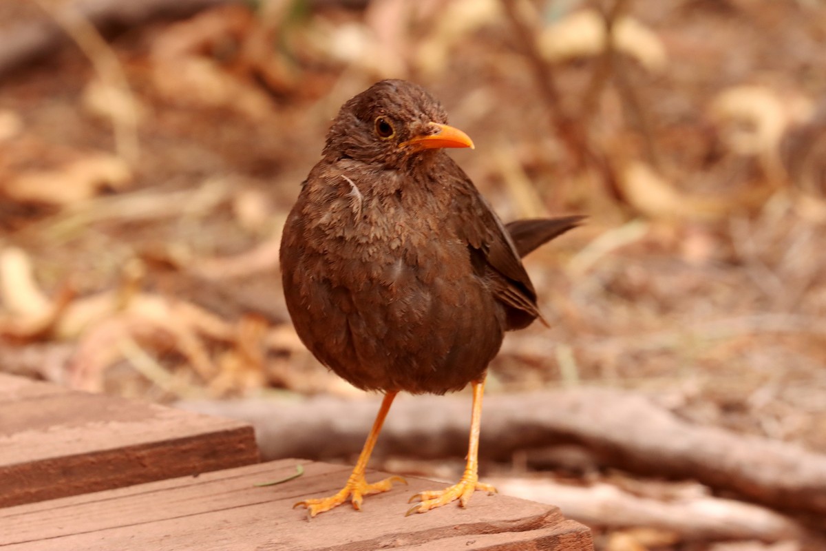 Chiguanco Thrush - ML617691929