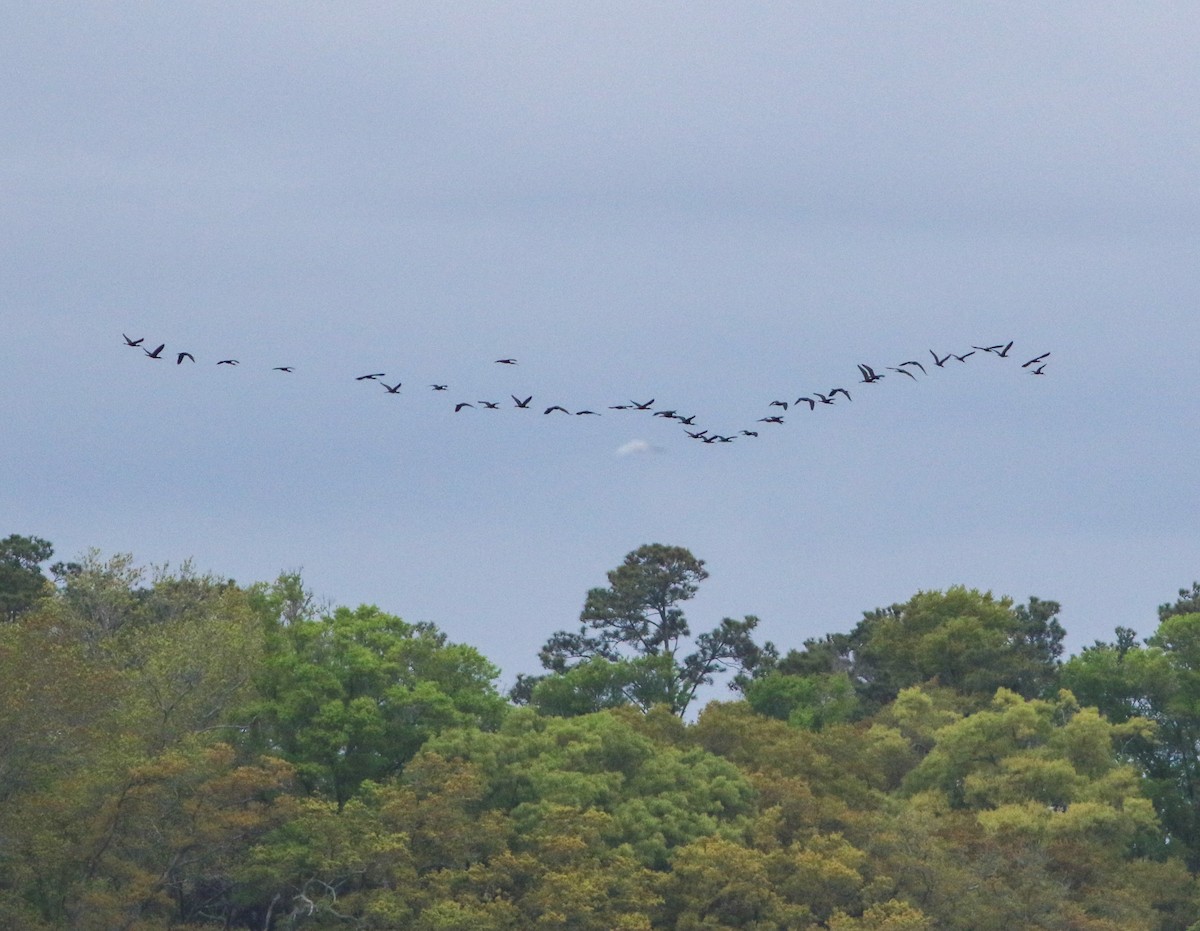 Glossy Ibis - Sam Cooper