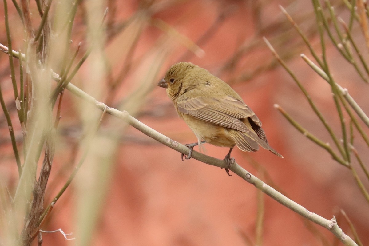 Greenish Yellow-Finch - ML617691940