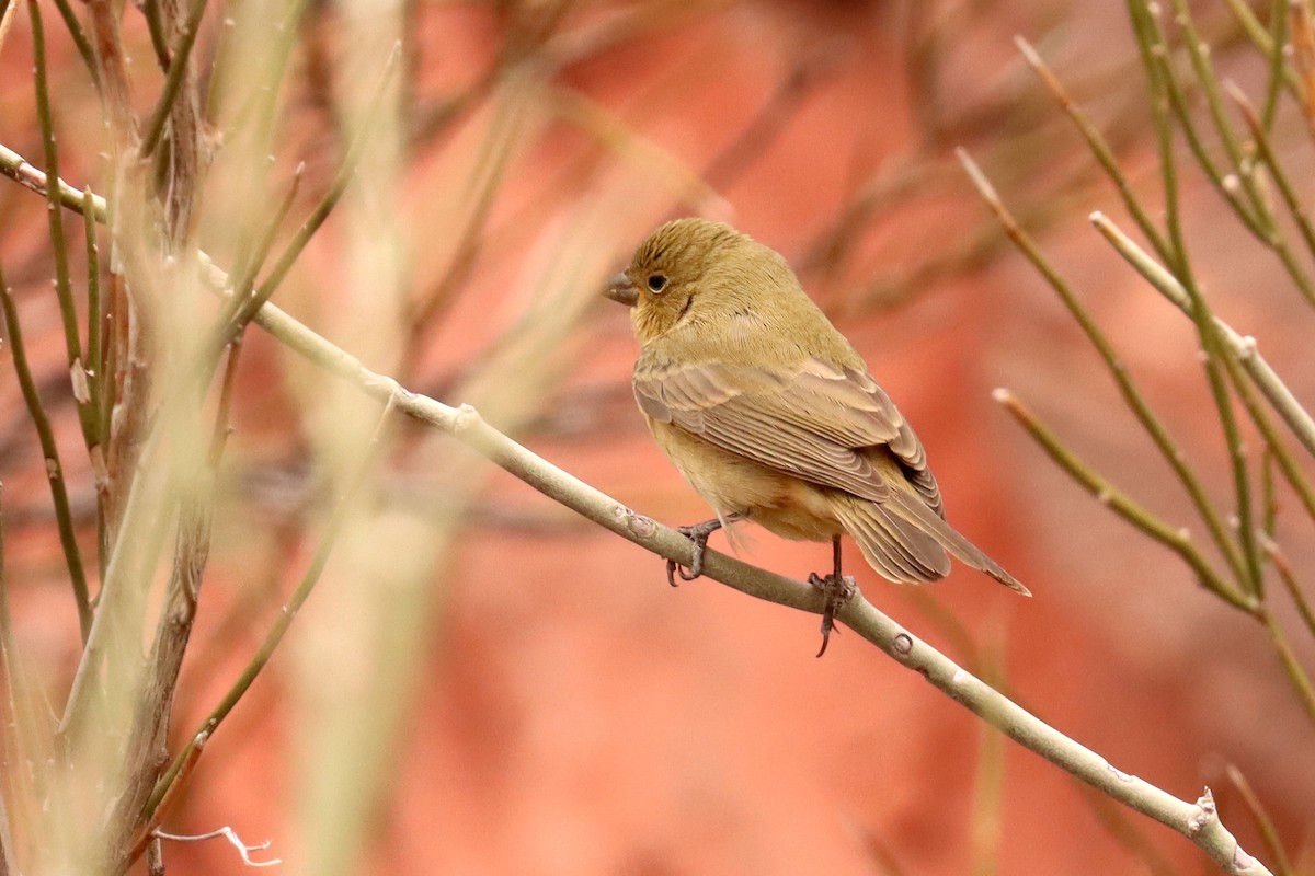 Greenish Yellow-Finch - ML617691942