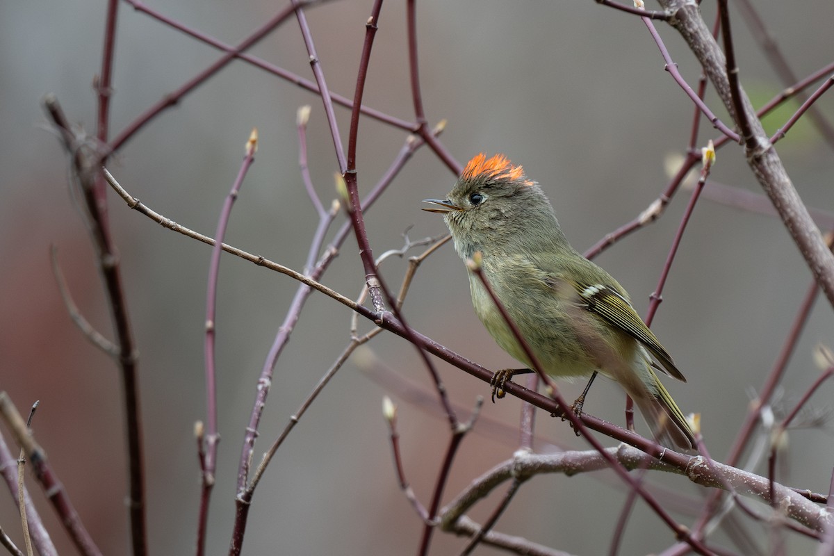 Ruby-crowned Kinglet - ML617691943