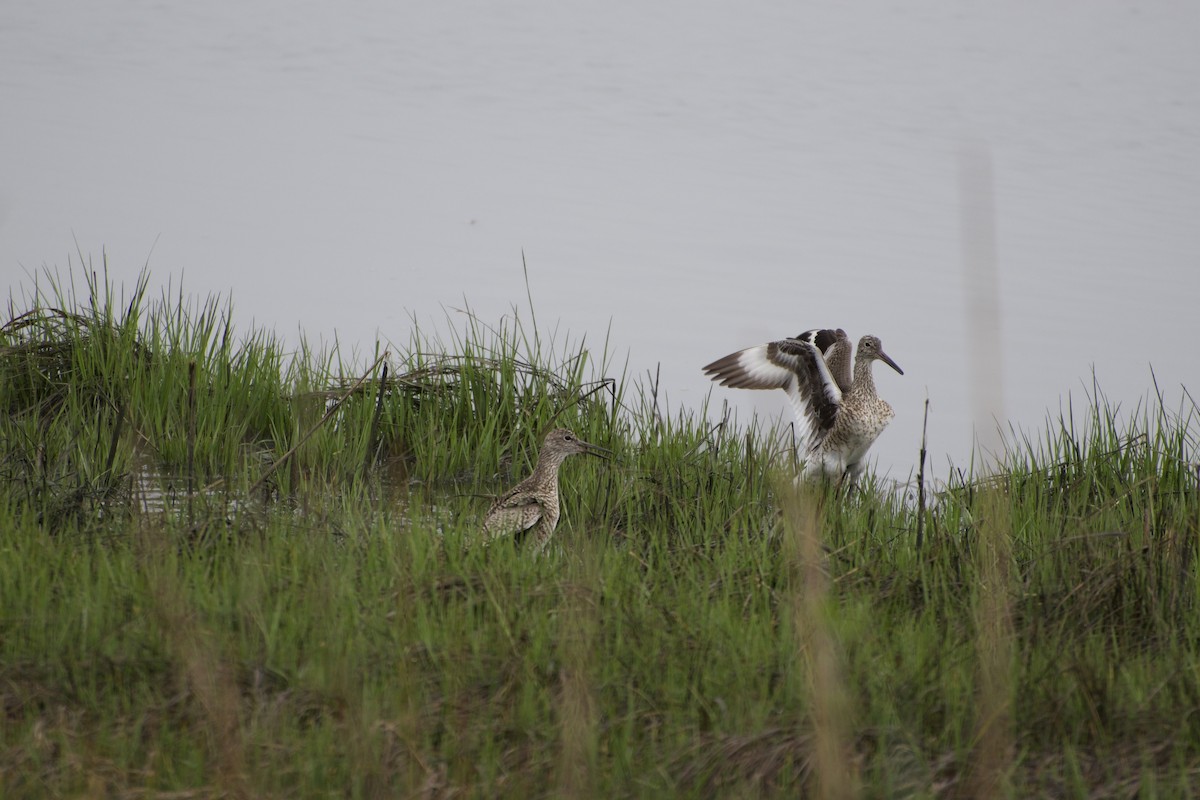 Willet - ML617691950