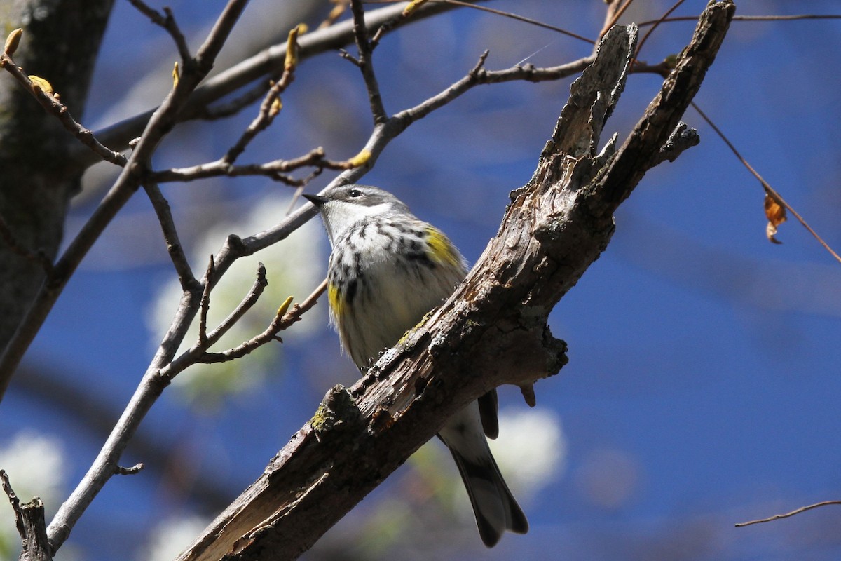 Yellow-rumped Warbler - ML617691974