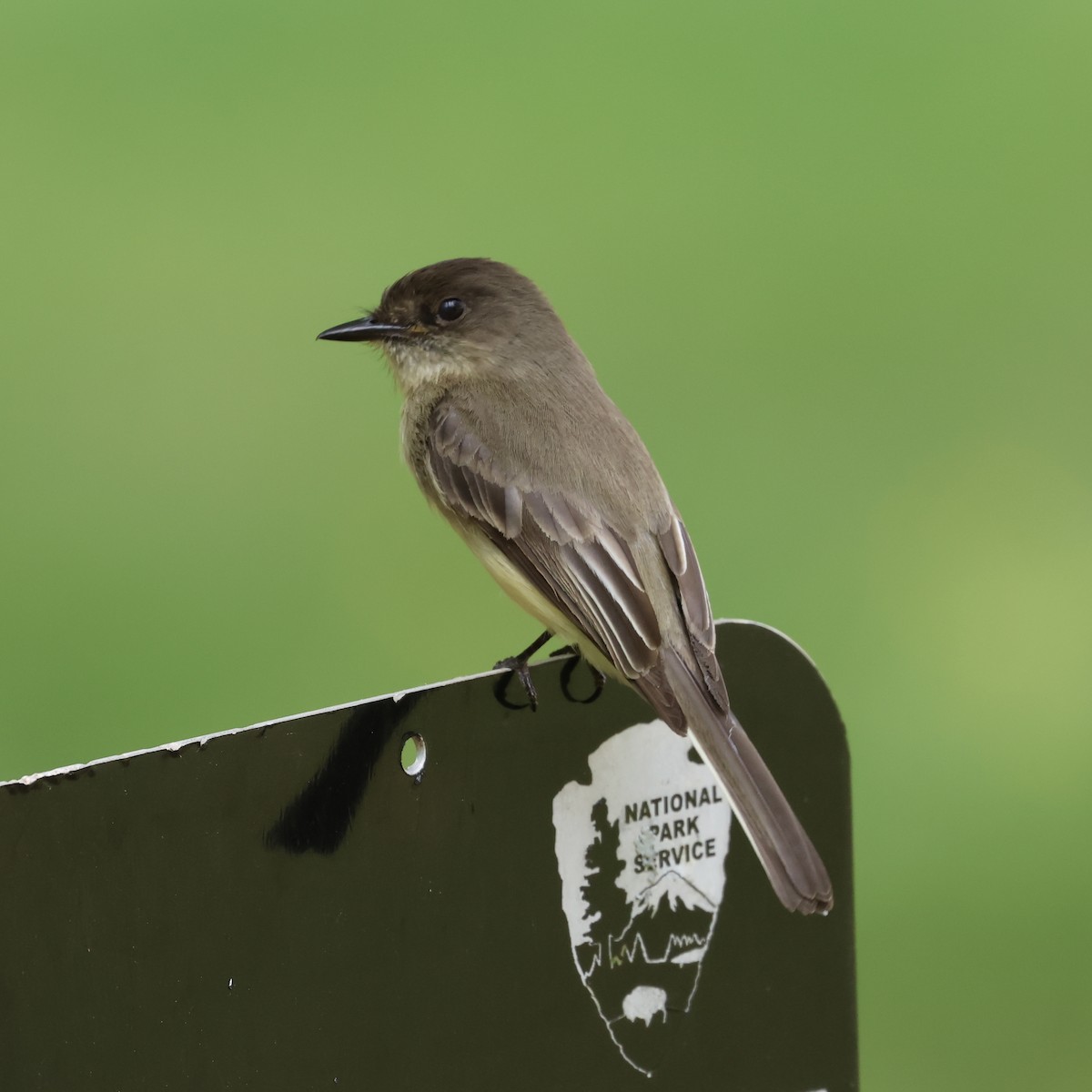 Eastern Phoebe - Michael Bender