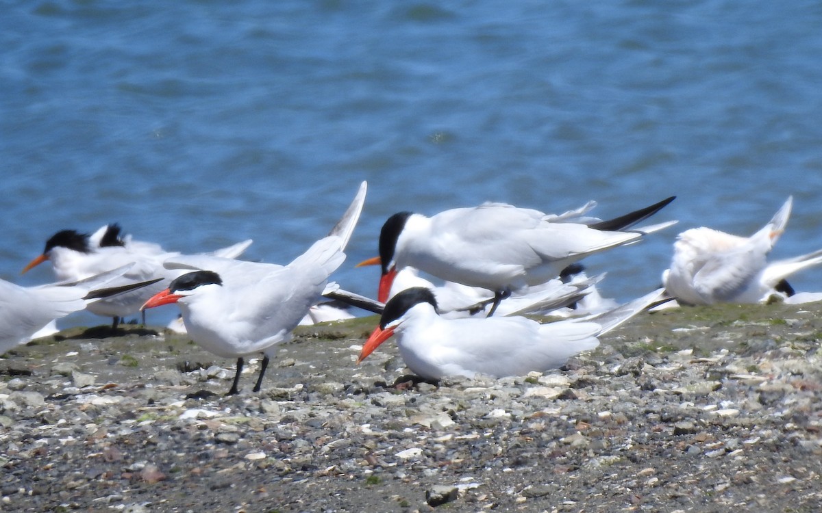 Caspian Tern - ML617692014