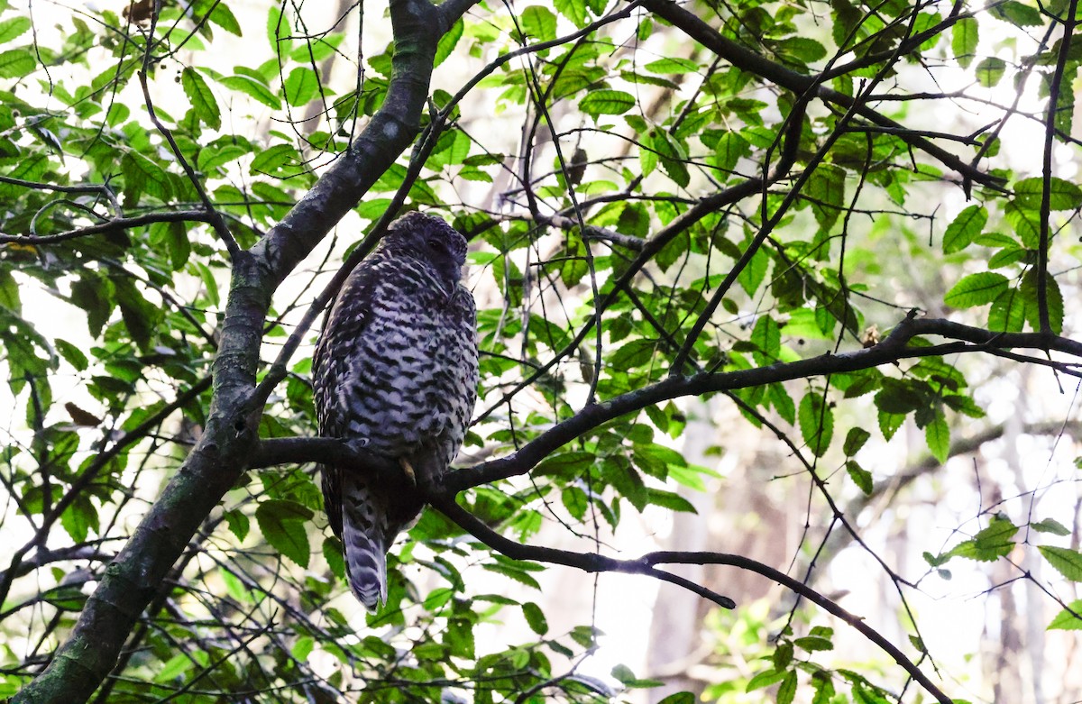 Powerful Owl - Cheryl McIntyre