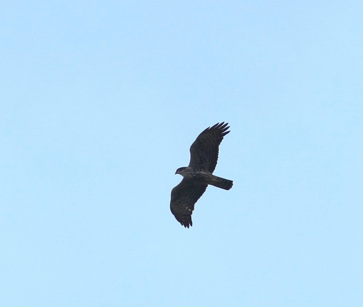 Mountain Buzzard - ML617692124