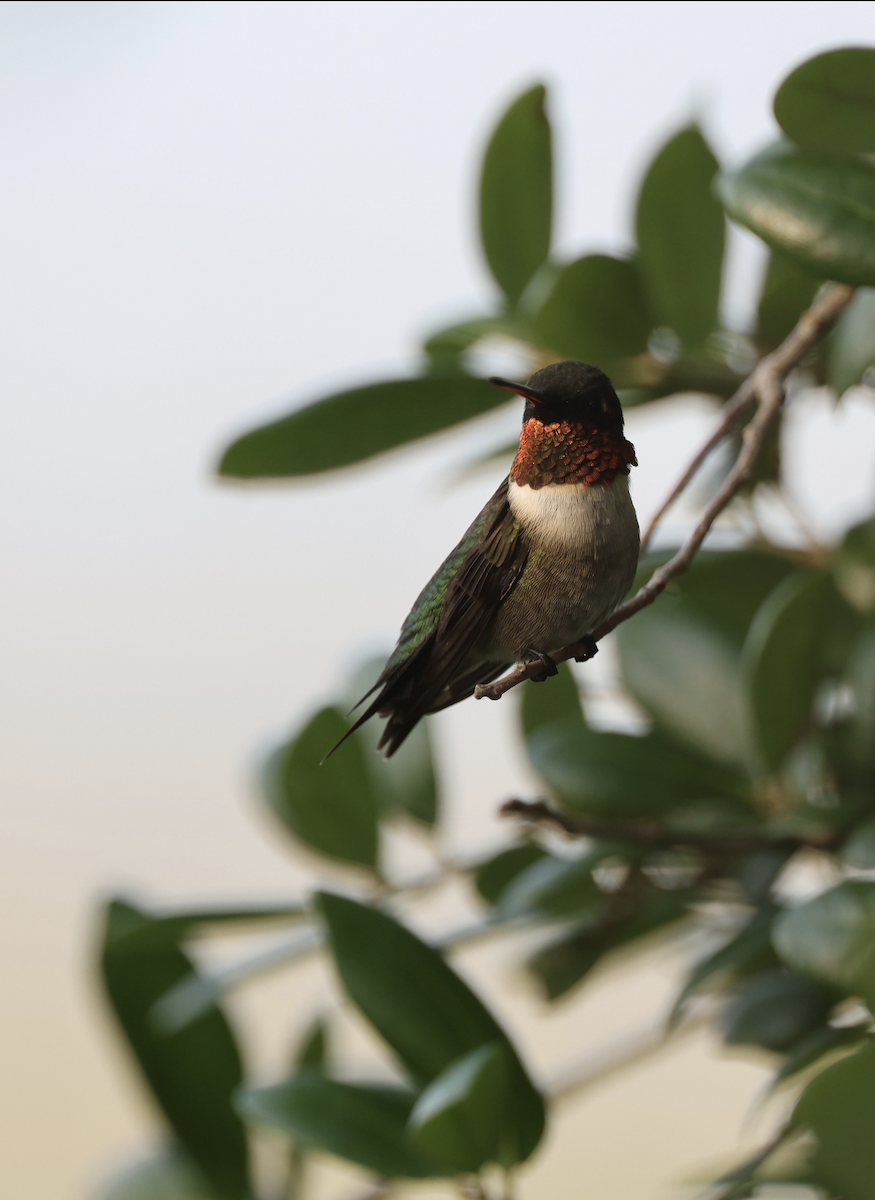 Ruby-throated Hummingbird - ML617692130
