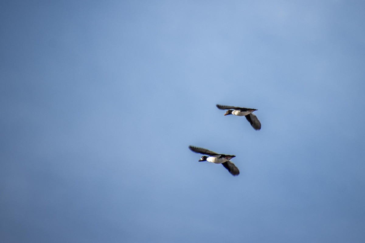 Barrow's Goldeneye - ML617692141