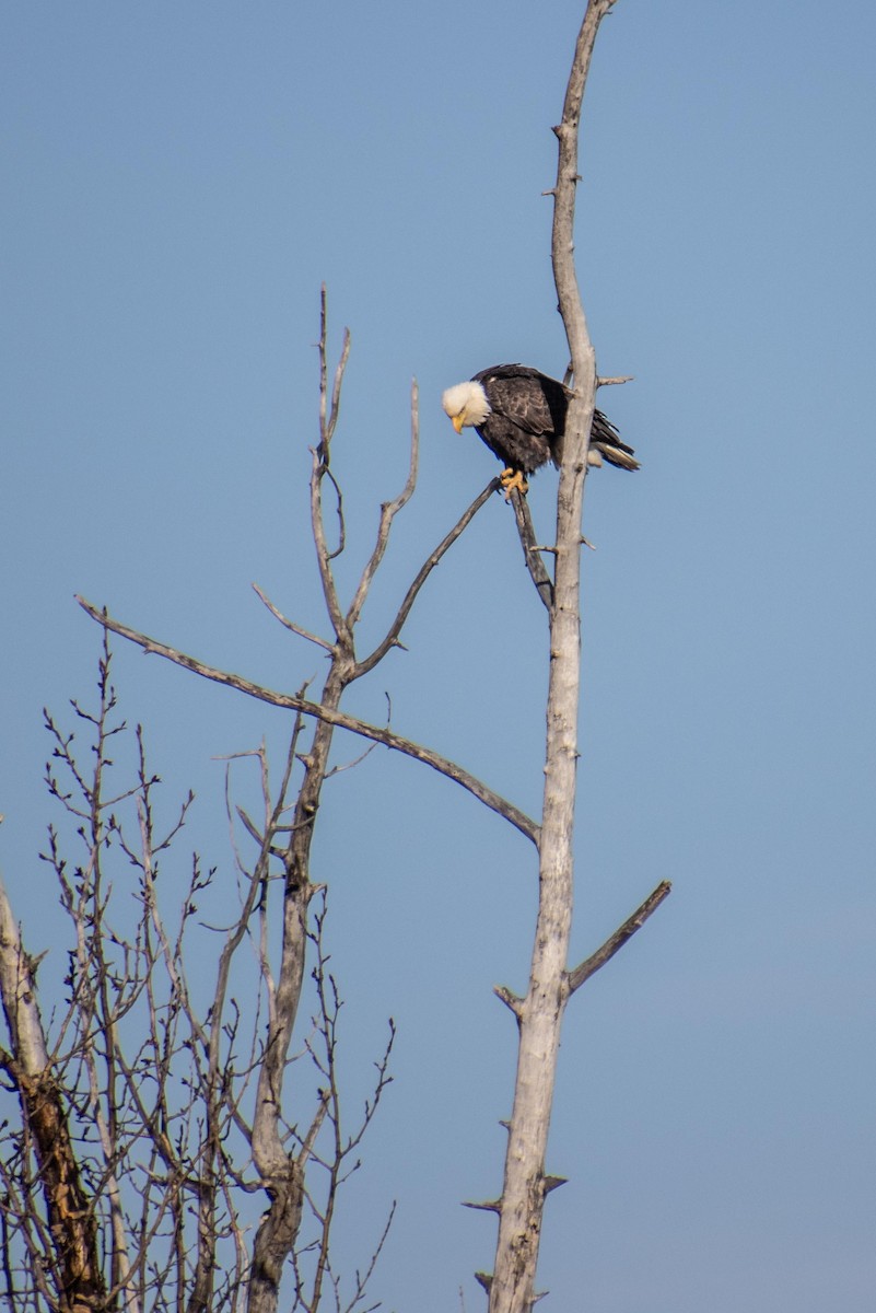Bald Eagle - ML617692156