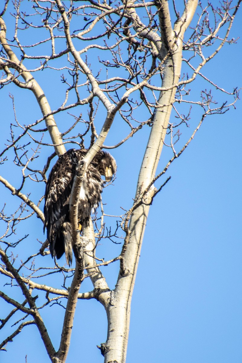 Bald Eagle - ML617692157