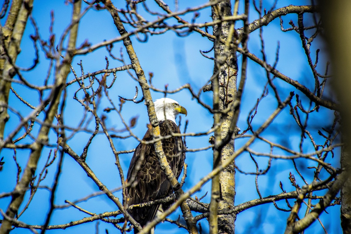 Bald Eagle - ML617692158