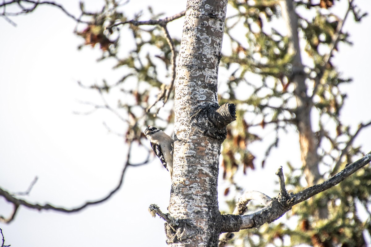 Downy Woodpecker - ML617692179