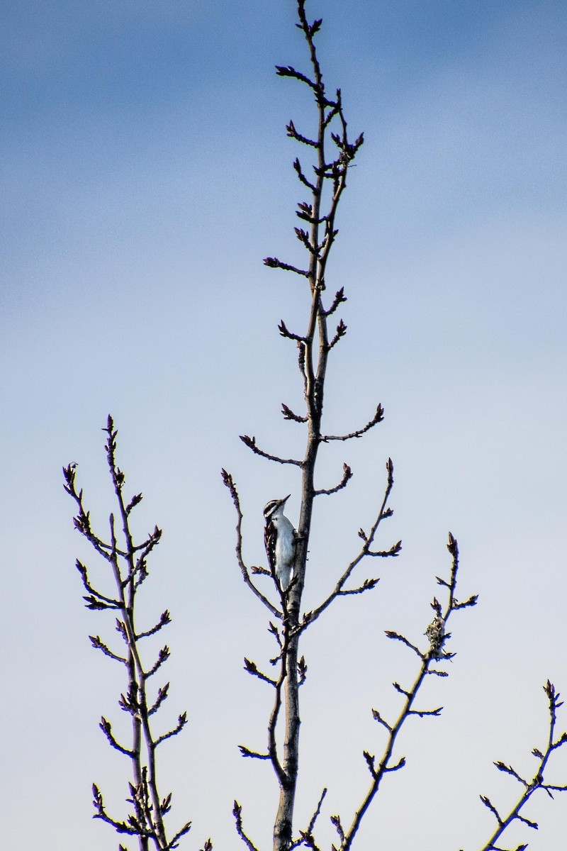 Hairy Woodpecker - Floren LeBaron