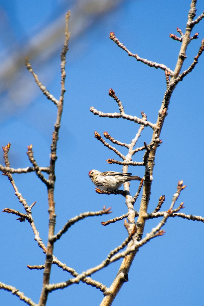 Redpoll (Common) - ML617692193