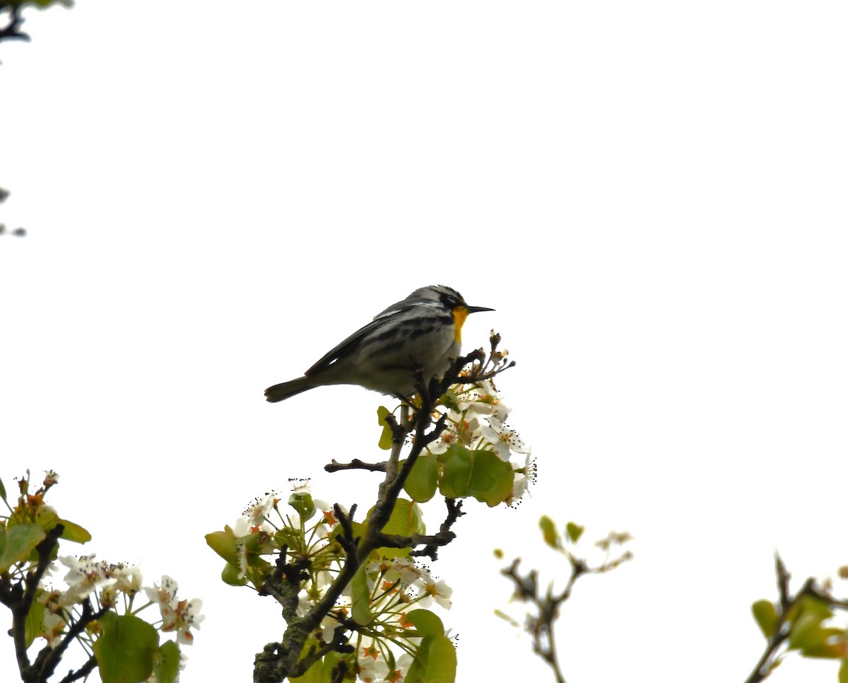 Yellow-throated Warbler - ML617692198