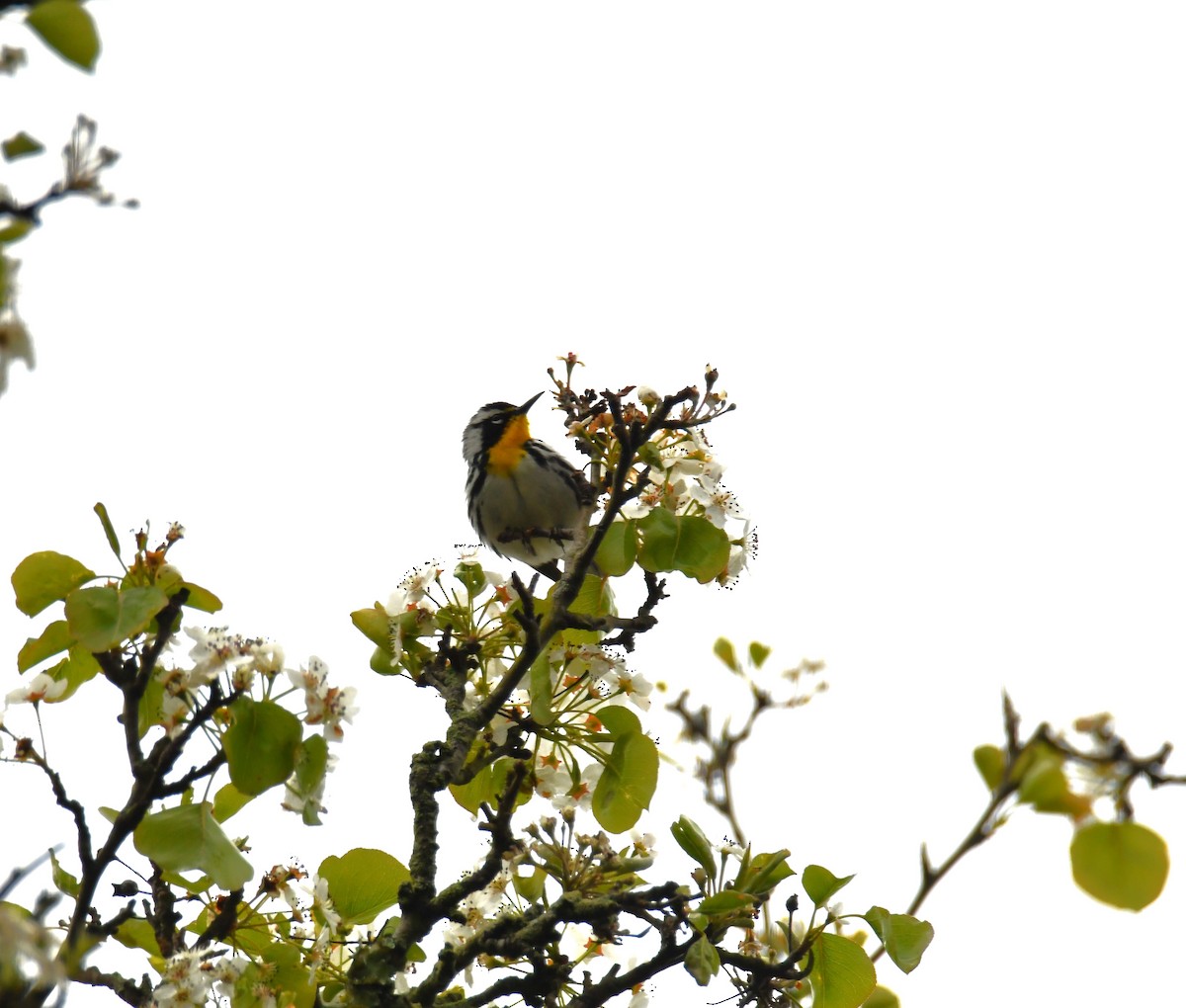Yellow-throated Warbler - ML617692199