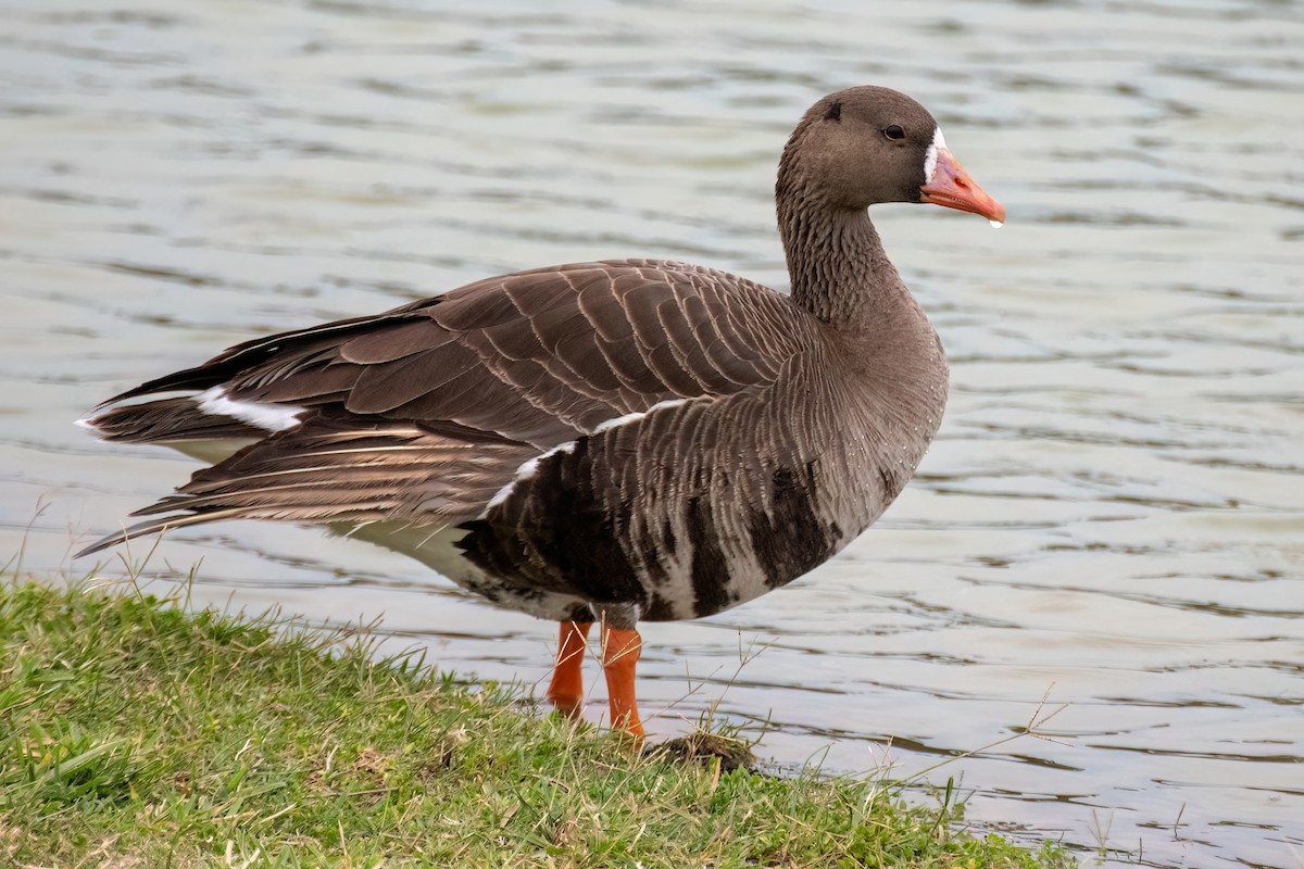 Greater White-fronted Goose (Western) - Derek Hudgins