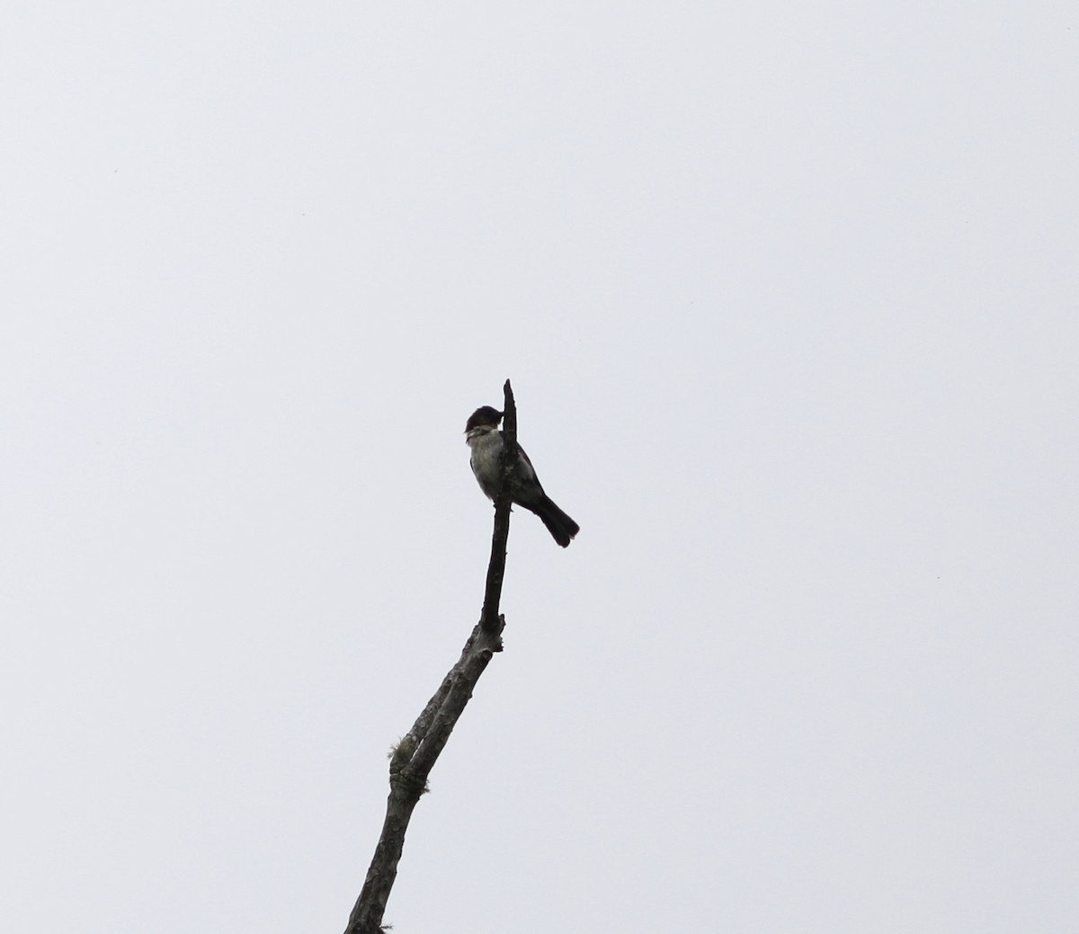 Uluguru Violet-backed Sunbird - ML617692236